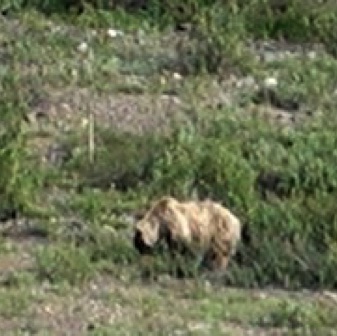 Screen Shot 2016-07-14 at 9.17.54 PM.jpg